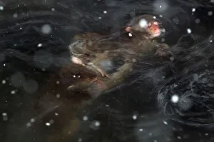 Snow Monkeys Prints: Japanese Macaque (Macaca fuscata) juveniles squabbling underwater in the hot springs of Jigokudani