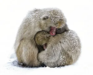 Snow Monkeys Prints: Japanese Macaque (Macaca fuscata) male and female huddle together during a light
