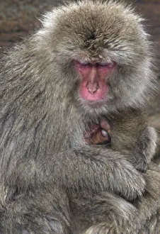 Snow Monkeys Prints: Japanese Macaque (Macaca fuscata) mother and baby doze off together for a moment in Jigokudani