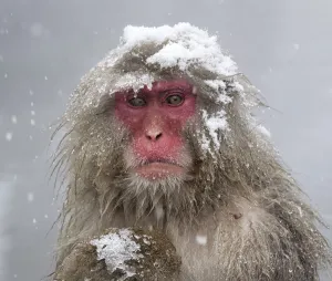 Snow Monkeys Prints: Japanese Macaque (Macaca fuscata) mother holding her baby in snowstorm, Jigokudani, Japan