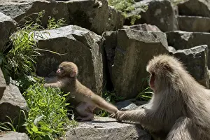 Legs Prints: Japanese macaque (Macaca fuscata) mother holding onto leg of infant near hot springs of Jikogudani Monkey Park