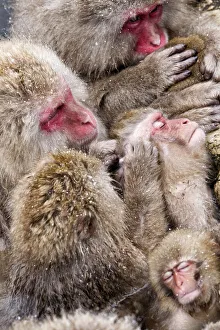 Snow Monkeys Prints: Japanese Macaque (Macaca fuscata) mothers grooming their babies in the hot springs of Jigokudani