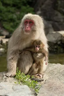 Fluffy Prints: Japanese macaque (Macaca fuscata) newborn being held by mother beside hot springs