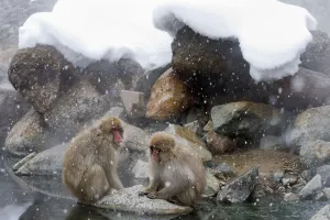 Snow Monkeys Prints: Japanese Macaque (Macaca fuscata) pair rest together on a rock near the river in Jigokudani