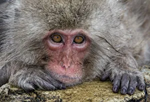 Snow Monkeys Prints: Japanese Macaque (Macaca fuscata) positioned on the edge of the hot springs with head on rock