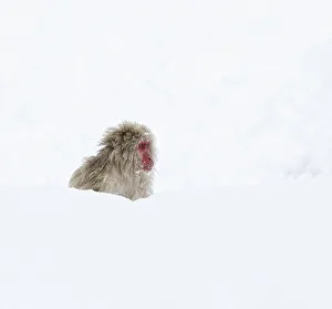 Snow Monkeys Prints: Japanese Macaque (Macaca fuscata) sitting deep in the newly fallen snow in Jigokudani