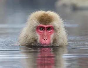 Japan Prints: Japanese macaque (Macaca fuscata) sitting in hot springs