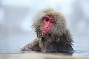 Enjoyment Prints: Japanese macaque (Macaca fuscata) sitting in warm waters of a hot spring