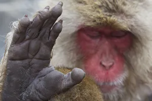 Japanese macaque (Macaca fuscata) sleeping at hot spring in Jigokudani, Yaenkoen