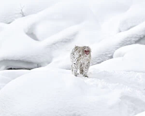 Snow Monkeys Gallery: Japanese Macaque (Macaca fuscata) in snow, Jigokudani, Japan. February
