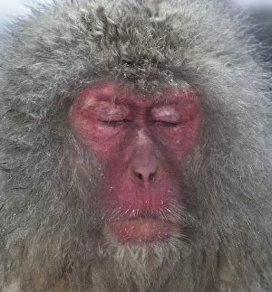 Snow Monkeys Gallery: Japanese Macaque (Macaca fuscata) in thermal pool, falling asleep, Jigokudani, Japan