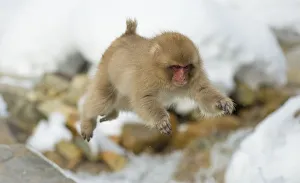 Japanese macaque (Macaca fuscata) youngster jumping over small stream, Jigokudani, Nagano, Japan