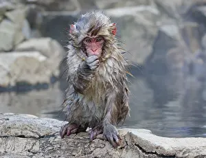 Japan Prints: Japanese macaque (Macata fuscaca) infant sitting on rocks at edge of hot spings