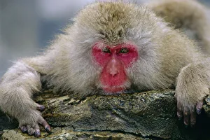Faces Prints: Japanese macaque portrait {Macaca fuscata} Jigokudani, Japan