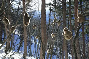 Japanese macaque / Snow monkey {Macaca fuscata} young monkeys playing in the sunshine in the trees