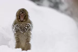Snow Monkeys Gallery: Japanese macaque / Snow monkey {Macaca fuscata} young monkey walking upright in deep