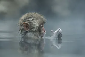 Snow Monkeys Prints: Japanese macaque / Snow monkey {Macaca fuscata} 7-month-old monkey bathing in hot springs