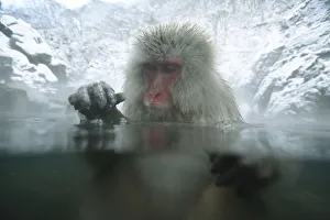 Japanese macaque / Snow monkey {Macaca fuscata} adult female bathing in hot springs