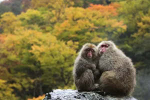 Japanese macaque / Snow monkey {Macaca fuscata} female and young huddle together