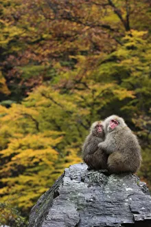Families Prints: Japanese macaque / Snow monkey {Macaca fuscata} female and young huddle together