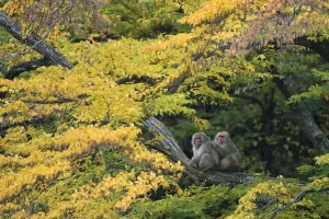 Japanese macaque / Snow monkey {Macaca fuscata} male grooming female in courtship