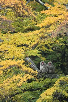 Japanese macaque / Snow monkey {Macaca fuscata} male grooming female in courtship in autumn tree