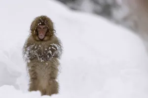 Japanese macaque / Snow monkey {Macaca fuscata} young monkey walking upright in deep