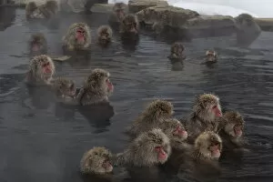 Steam Collection: Japanese Macaques (Macaca fuscata) enjoy time soaking and grooming in the hot spring in Jigokudani