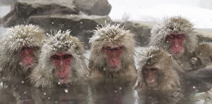 Japanese Macaques (Macaca fuscata) lined up in hotsprings, Jigokudani, Japan, February