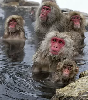 Snow Monkeys Gallery: Japanese Macaques (Macaca fuscata) mothers guarding their babies as other monkeys