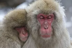 Images Dated 4th February 2013: Japanese macaques (Macaca fuscata) grooming at hot spring in Jigokudani, Yaenkoen