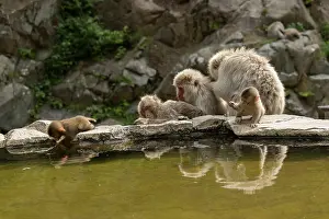 Fluffy Prints: Japanese macaques (Macaca fuscata) grooming as infants play beside hot spring