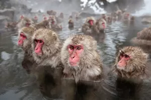 East Asia Collection: Japanese Macaques (Macaca fuscata) in hot springs, Jigokudani, Nagano Prefecture