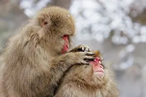 Japan Prints: Two Japanese macaques (Macaca fuscata) in hot springs