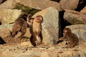 Play Fights Prints: Three Japanese macaques (Macaca fuscata) juveniles, play fighting, Yamanouchi, Japan