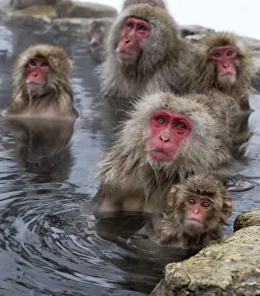 Snow Monkeys Prints: Japanese Macaques (Macaca fuscata) mothers guarding their babies as other monkeys