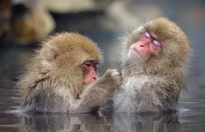 Japan Prints: Two Japanese macaques (Macaca fuscata) sitting in hot springs grooming