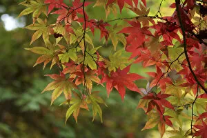 Japanese Maple (Acer palmatum) in Autumn Colours, Nagano, Japan