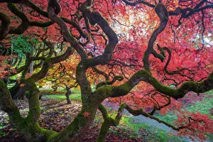 Alien Species Prints: Japanese maple (Acer palmatum) tree backlit in late autumn light
