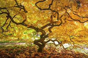 Alien Species Prints: Japanese maple (Acer palmatum) tree backlit in late autumn light