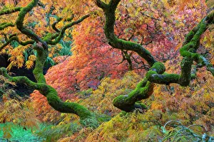 Acer Prints: Japanese maple (Acer palmatum) trees aged 120 years