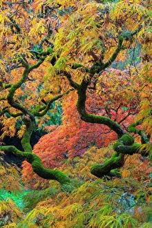 Parks Prints: Japanese maple (Acer palmatum) trees aged 120 years