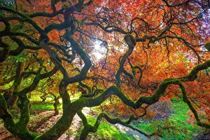 Parks Prints: Japanese maple (Acer palmatum) trees aged 120 years