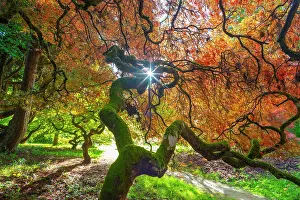 Parks Prints: Japanese maple (Acer palmatum) trees aged 120 years