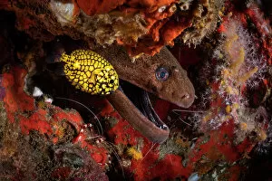 Ray Finned Fish Gallery: Japanese pinecone fish (Monocentris japonica) under a ledge in the reef alongside a Giant moray eel