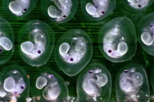 Japan Prints: Japanese pygmy squid (Idiosepius paradoxus) eggs on Seagrass (Zostera marina) with well developed embryos