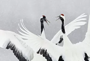 Images Dated 16th February 2014: Japanese / Red-crowned crane (Grus japonicus) two calling and dancing, part of bonding
