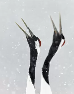Images Dated 16th February 2014: Japanese / Red-crowned crane (Grus japonicus) two calling, part of bonding and courtship display