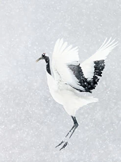 Bad Weather Gallery: Japanese / Red-crowned crane (Grus japonicus) one coming into land, Hokkaido Japan