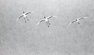Japanese / Red-crowned crane (Grus japonicus) three coming into land, Hokkaido Japan